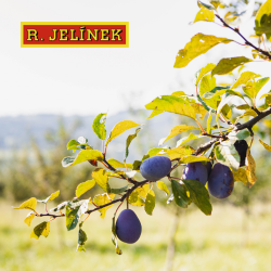 Czech wine and spirits